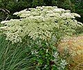 Eriogonum giganteum