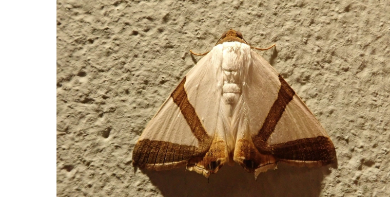 File:Eulepidotis santarema.png