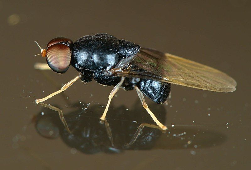 File:Eupachygaster tarsalis 207564576.jpg