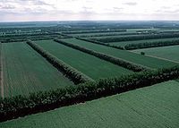 Aerial view of field windbreaks in North Dakota