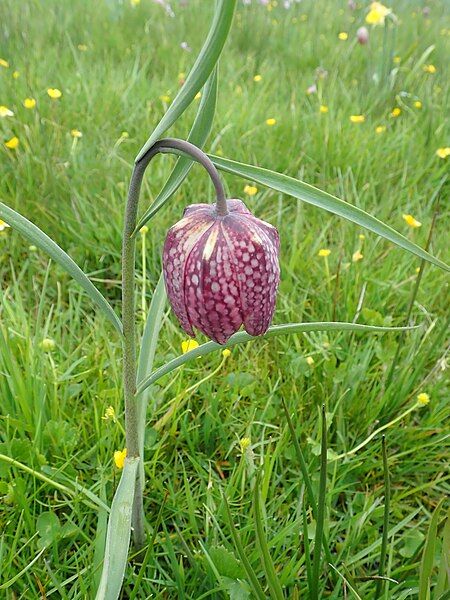 File:Fritillaire pintade Aubrac.jpg