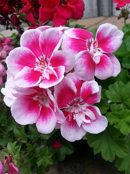 File:Geranium1.jpg