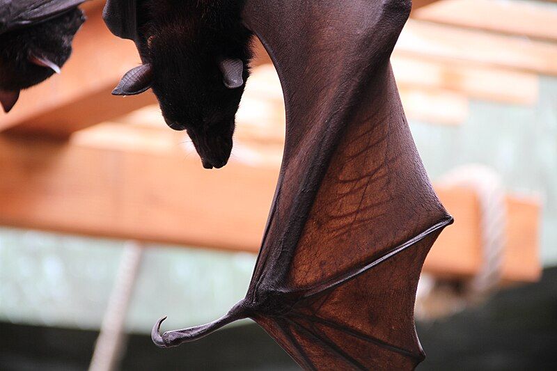 File:Giant-Fruit-Bat.JPG