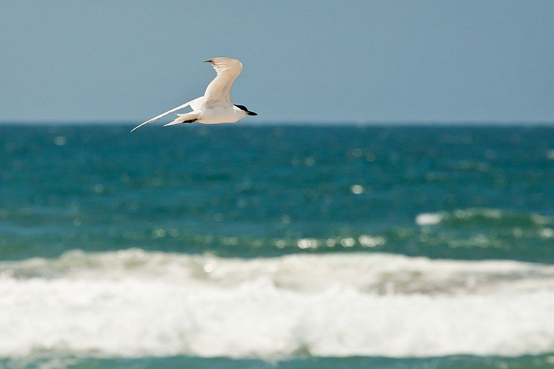 File:Gull-billed tern (9154177138).jpg