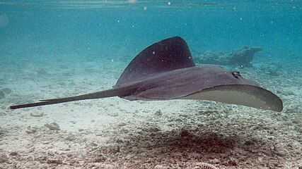 The uniform grayish dorsal coloration darkens past the sting