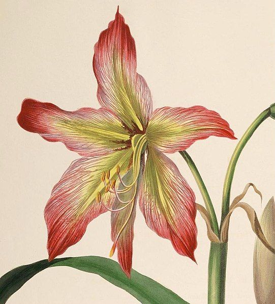 File:Hippeastrum psittacinum.jpg