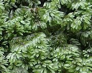 Detail of Hymenophyllum wilsonii fronds. Indusia are present.