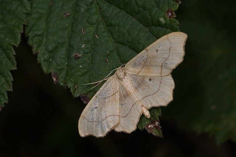 File:Idaea emarginata-01 (xndr).jpg