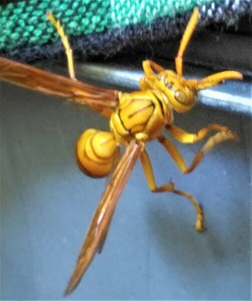 File:Indian yellow wasp.jpg