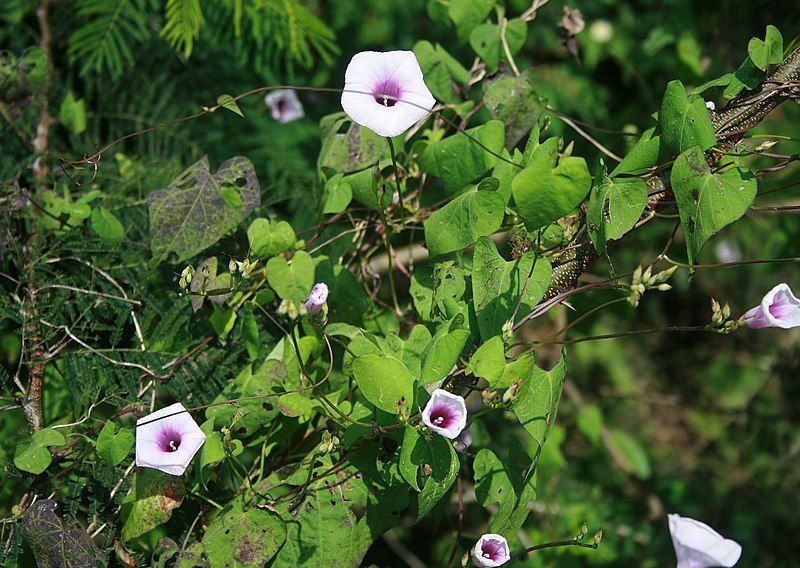 File:Ipomoea trifida 3.jpg