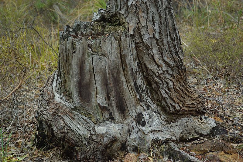 File:Jarrah stump.jpg