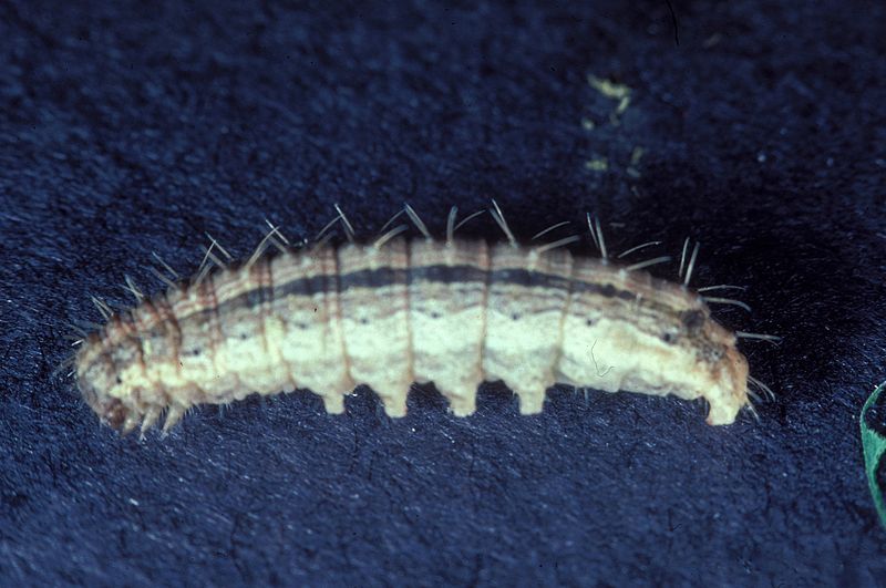 File:Lacinipolia renigera.jpg