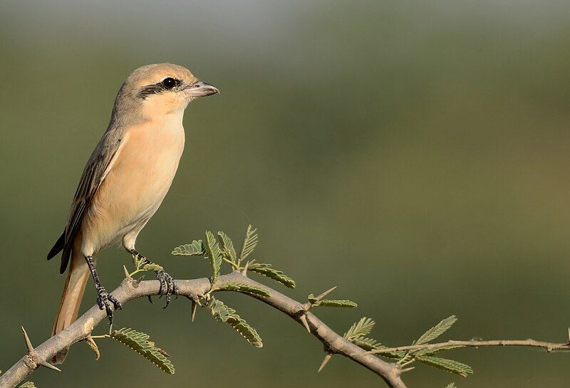 File:Lanius isabellinus GRK.jpg