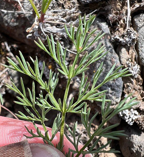 File:Lomatium quintuplex iNat-158358571.jpg