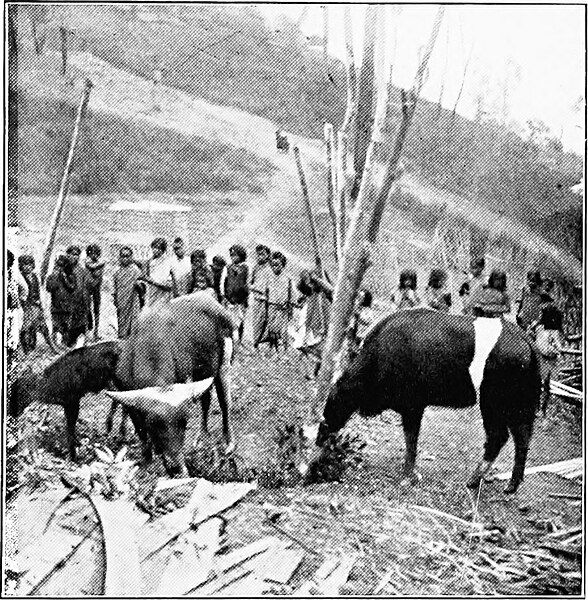 File:Lushai-Hills-Livestock.jpg