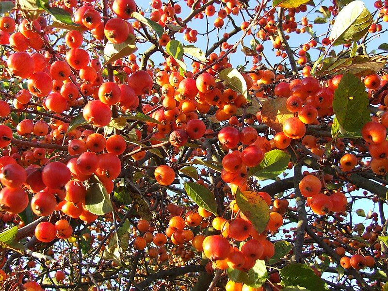 File:Malus evereste.JPG