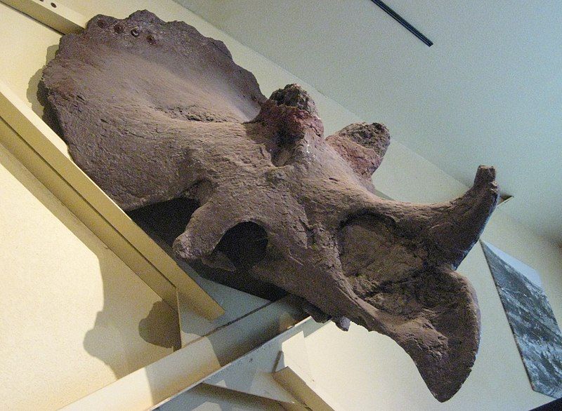 File:Maximum Triceratops.jpg