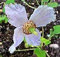 Meconopsis betonicifolia