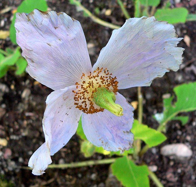 File:Meconopsis betonicifolia 2.jpg