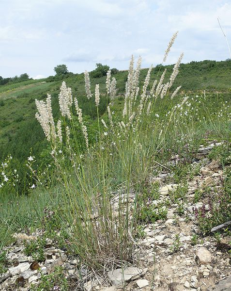 File:Melica ciliata 010707.jpg