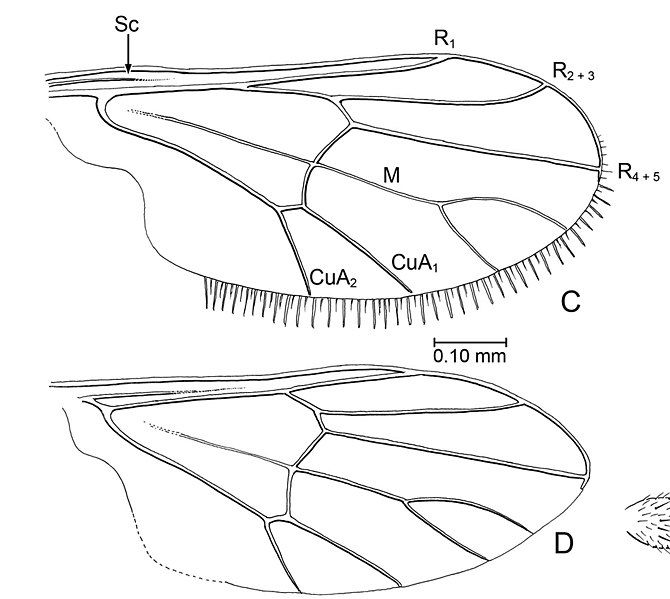 File:Microburmyia venanalvena.jpg