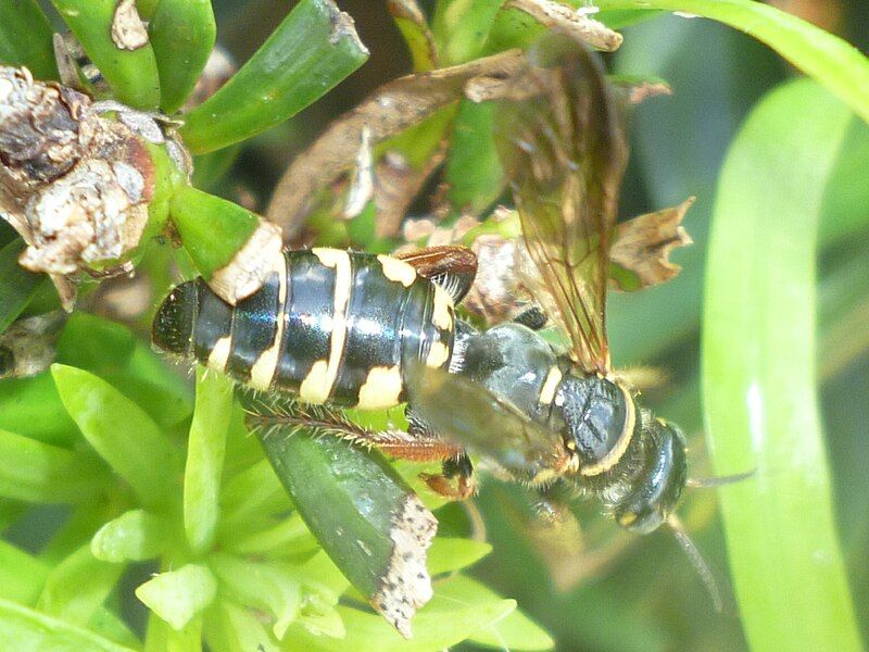 File:Myzinum carolinianum.jpg