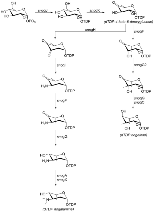 Biosynthetic pathway for the carbohydrate moieties of nogalamycin.