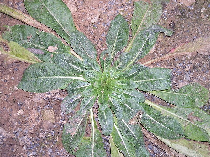 File:Oenothera biennis Rosette.JPG