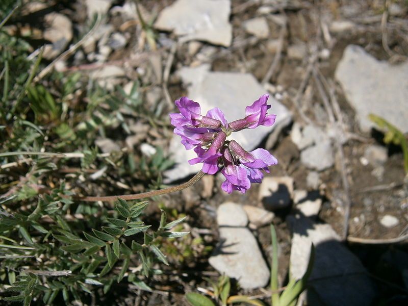 File:Oxytropis helvetica 001.jpg