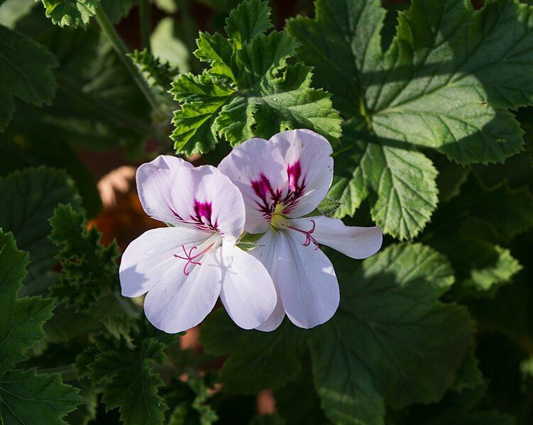 File:Pelargonium White Unique.jpg