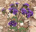 Phacelia crenulata