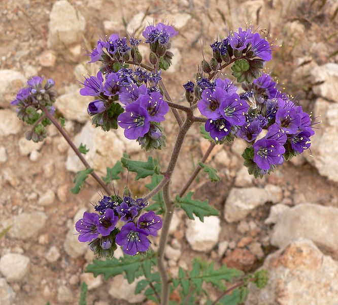 File:Phacelia crenulata 4.jpg