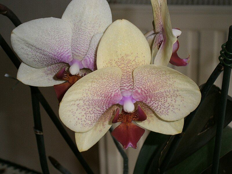 File:Phalaenopsis cv01b.jpg