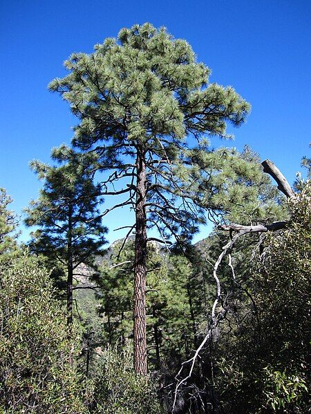 File:Pinus engelmannii Chiricahua.jpg