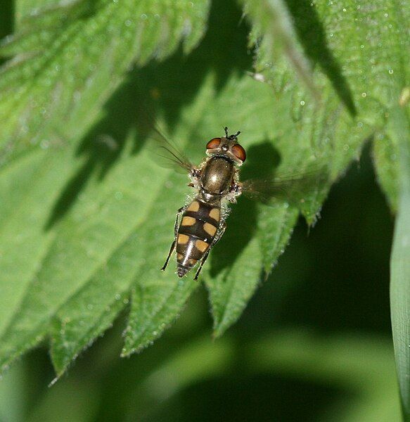 File:Platycheirus manicatus (female).jpg