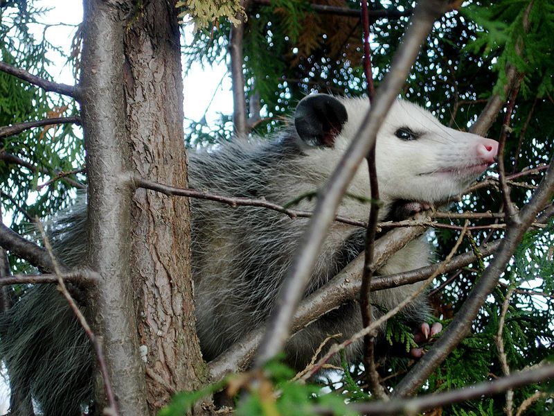 File:Possum122708b.jpg