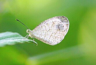 Ventral view