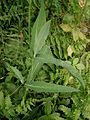 Ranunculus lingua leaf