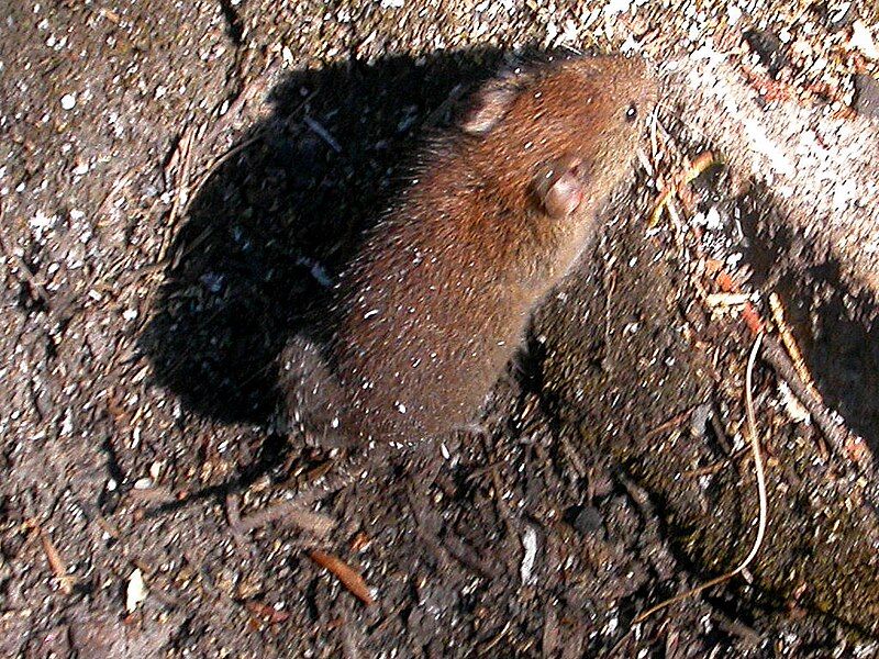 File:Red-backed vole.jpg