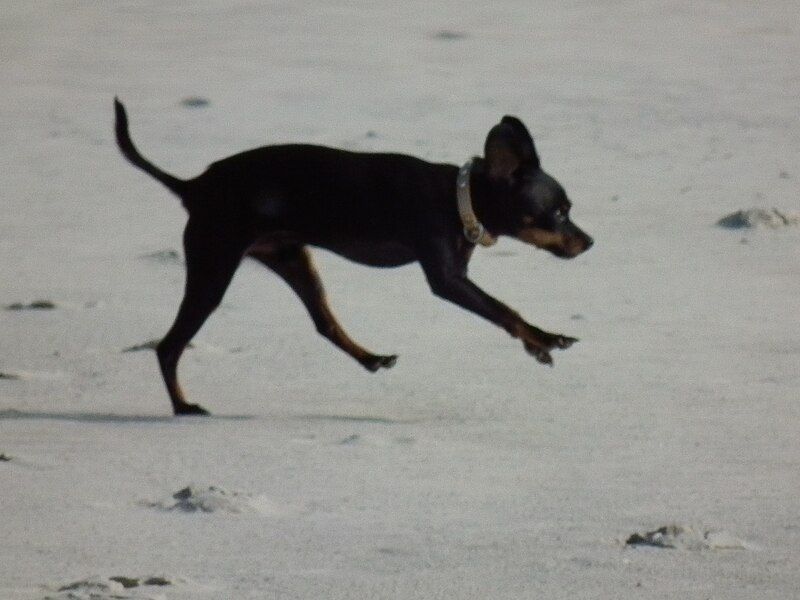 File:Rennender Zwergpinscher.JPG