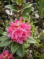 Rhododendron ferrugineum