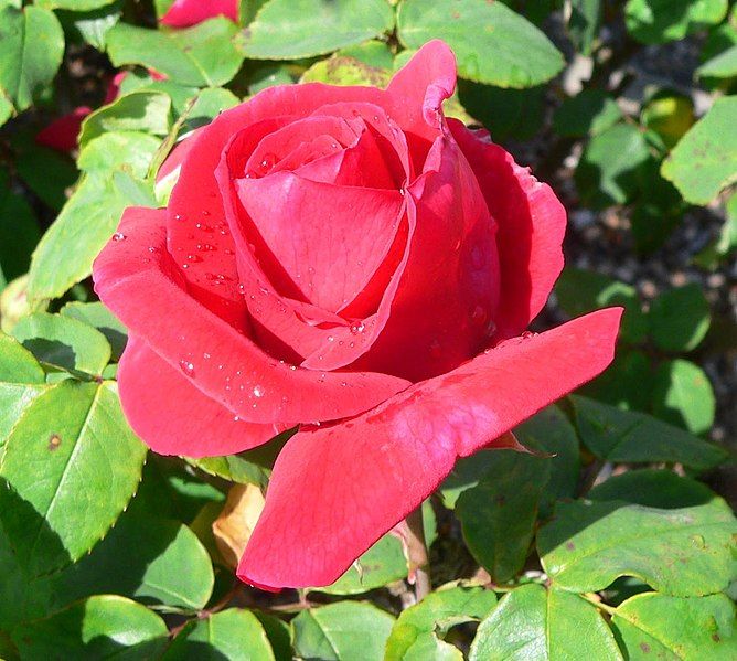 File:Rosa Hanne 1.jpg