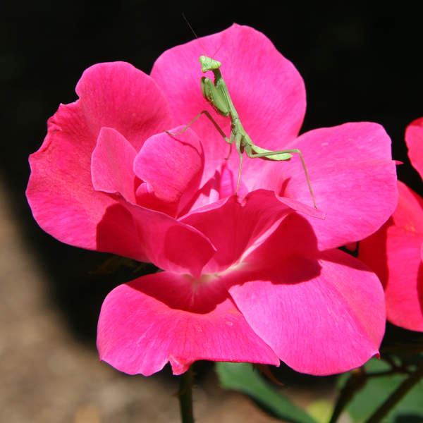 File:Rose with Mantis.png