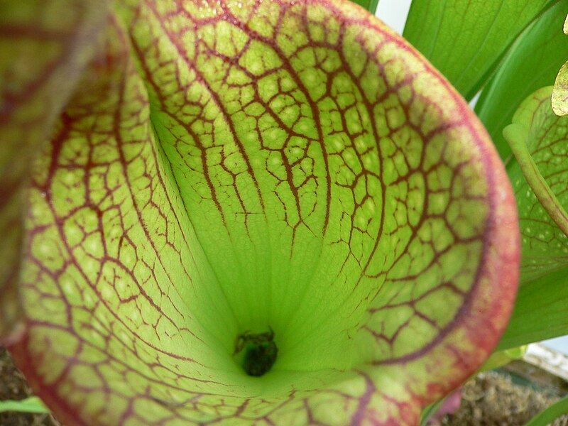 File:Sarracenia 4.jpg