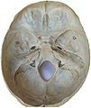 Photo. Base of skull. Superior view.