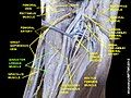 Adductor longus muscle