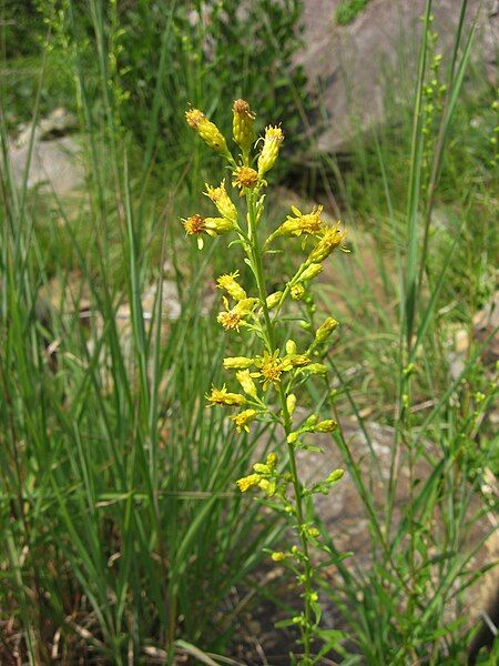 File:Solidago arenicola.jpg