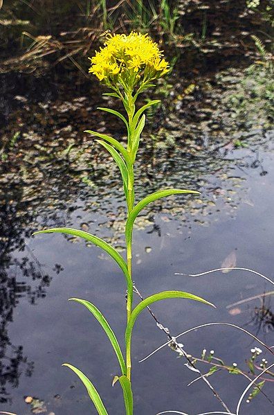 File:Solidago riddellii 50783847.jpg