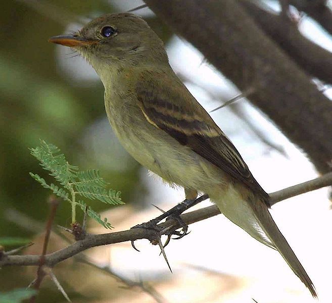 File:Southwestern Willow Flycatcher.jpg