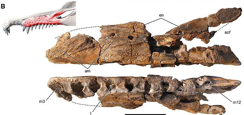 File:Spinosaurid MNBH EGA1.jpg